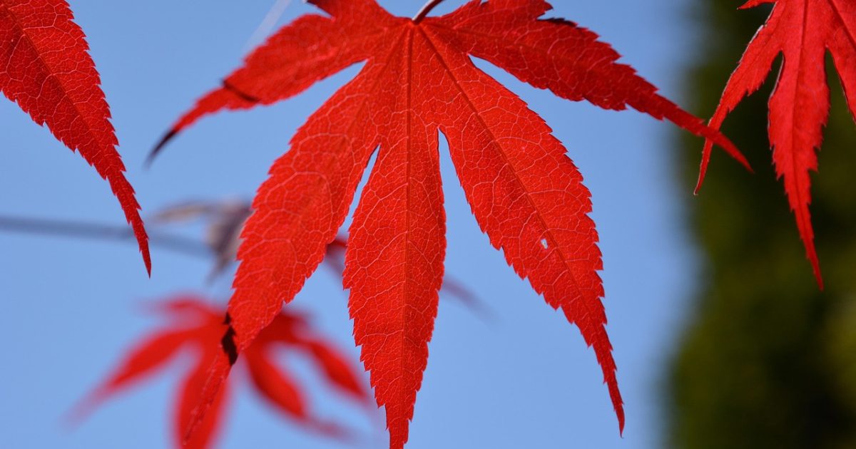 枫叶音乐盒数据看板风格的运营界面截图，浅色背景上排列着栏目访问量卡片、内容更新曲线与歌单分类占比环形图，界面简洁克制
